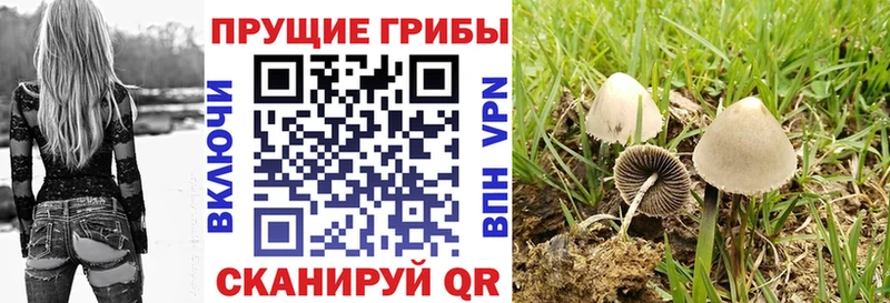 Псилоцибиновые грибы Cubensis  Вытегра 